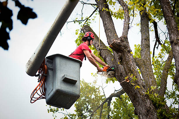 Best Leaf Removal  in Northwest Harborcreek, PA